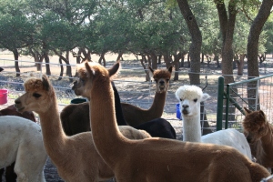 When we settle into our dream ranch we will begin raising alpacas.