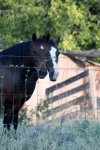 Our mustangs across the street are reminders that horses on our ranch are a must!